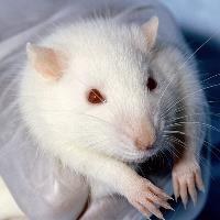 Brussels backs phasing out animal use in experiments