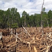 Brussels provides guidance for phasing in of EU deforestation law