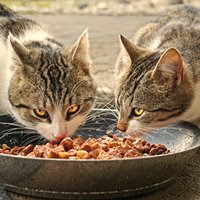 New labelling rules for organic pet food in Europe