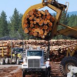 Europe wields axe against illegal timber