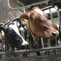 Court of Auditors to probe EU animal welfare measures