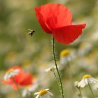 EU launches citizens' initiative to save the bees