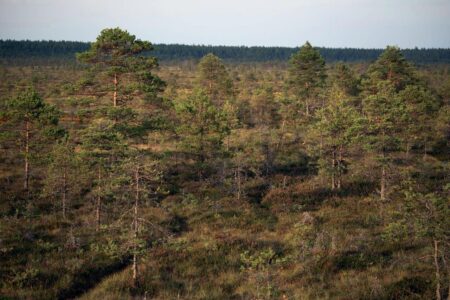 Nature restoration - Photo by Lauri Poldre on Pexels