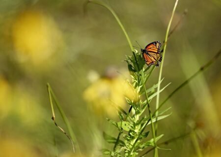 Nature butterfly - Image by Day from Pixabay