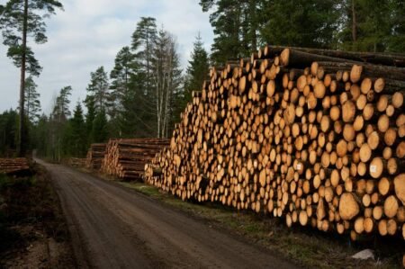 Logging trees in Swedish forest - Photo by Arnd-Jan Luters on Unsplash