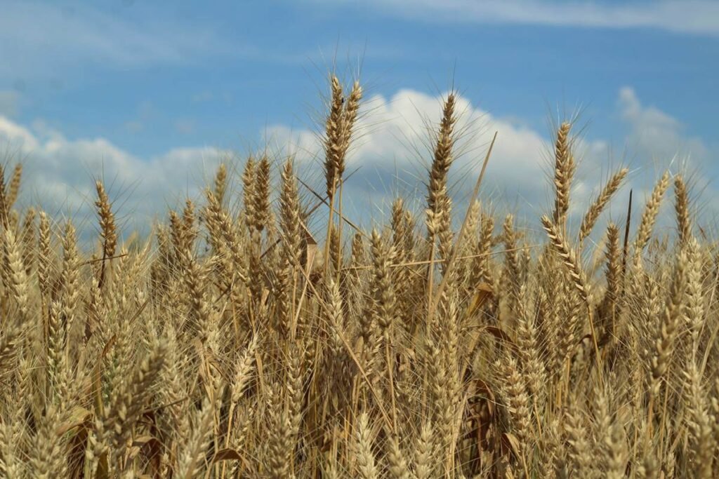 Farming field of wheat Ukraine - Photo by Marina Yalanska on Unsplash