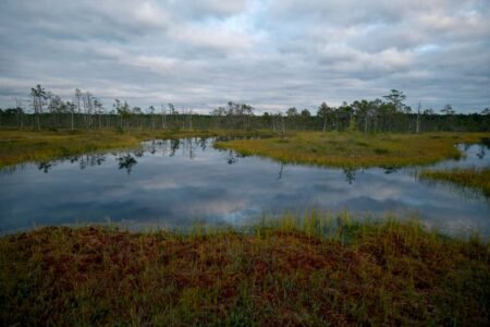 Lake on marsh - Photo by Lauri Poldre on Pexels